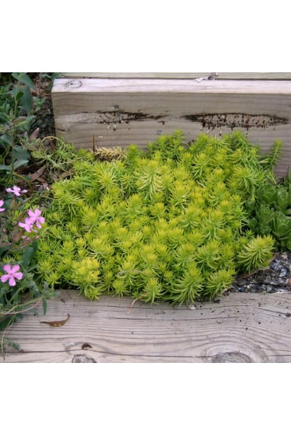 Очиток гірський Ангеліна в ландшафті